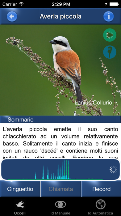 Canzoni d'uccelli Screenshot