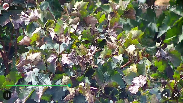 拼个树 screenshot-4