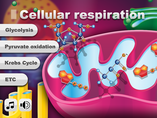 Screenshot #4 pour Biology Cellular Respiration P