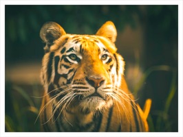 King Of Tigers Sticker Pack