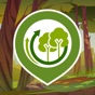 Green Growth Forests app download