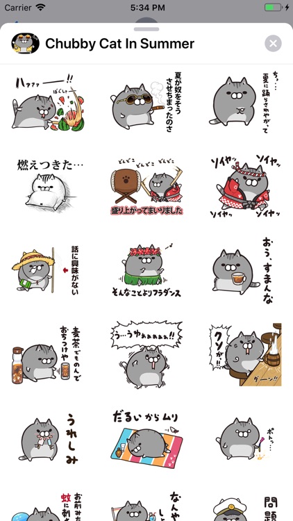 Chubby Cat in Summer