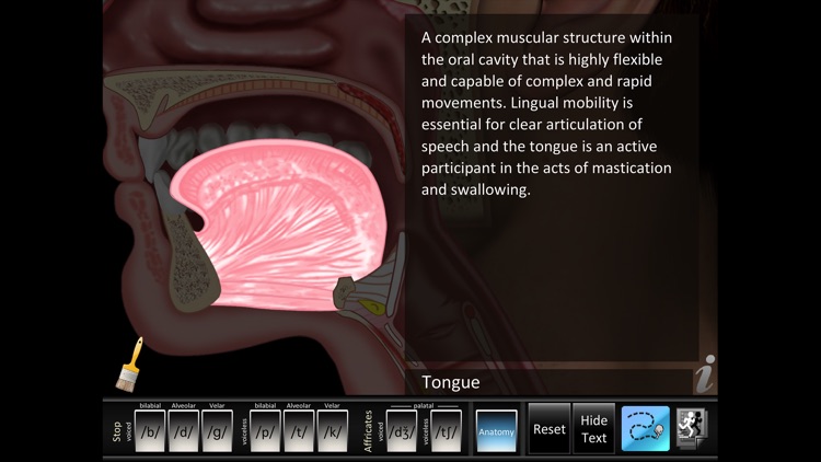 Affricates Stops screenshot-3