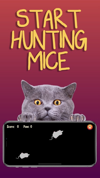Cat Games Screenshot