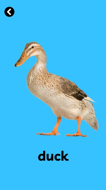 BabyCloud First Words English