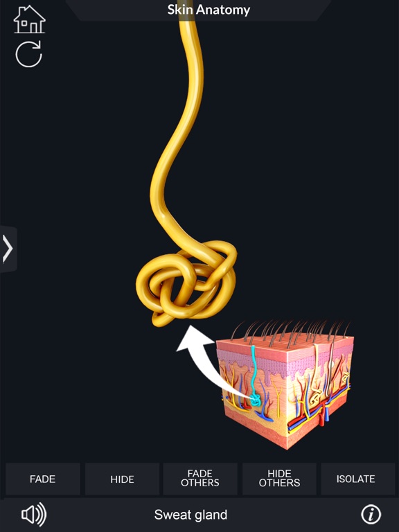 My Skin Anatomy iPad screenshot 7 - Medical app