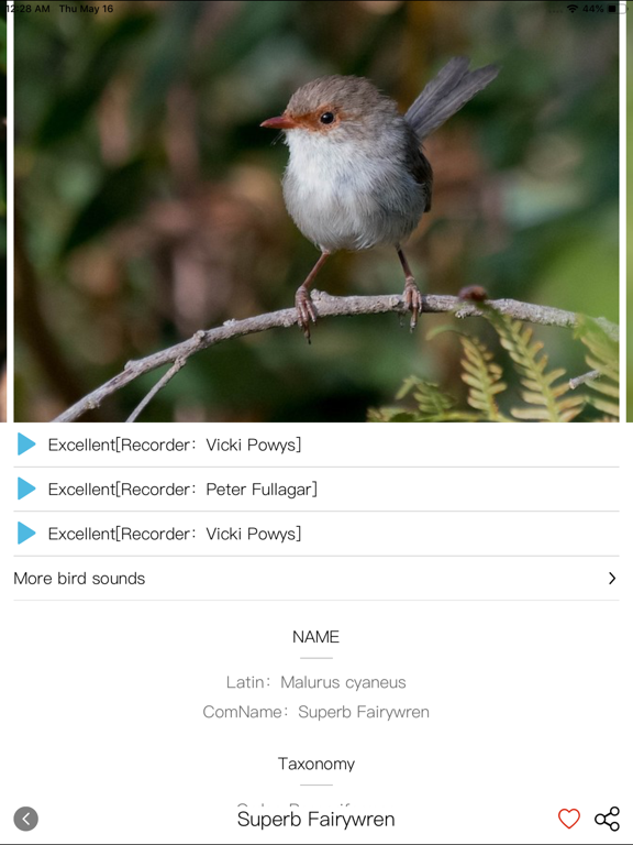 Screenshot #5 pour Bird ID-Picture&Audio