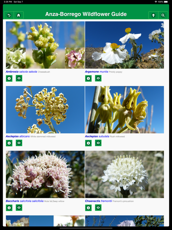 Anza-Borrego Wildflower Guide iPad screenshot 6 - Education app
