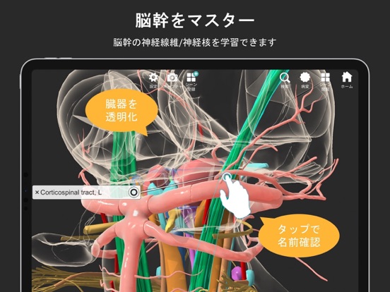 脳観 iPad screenshot 1 - Medical app