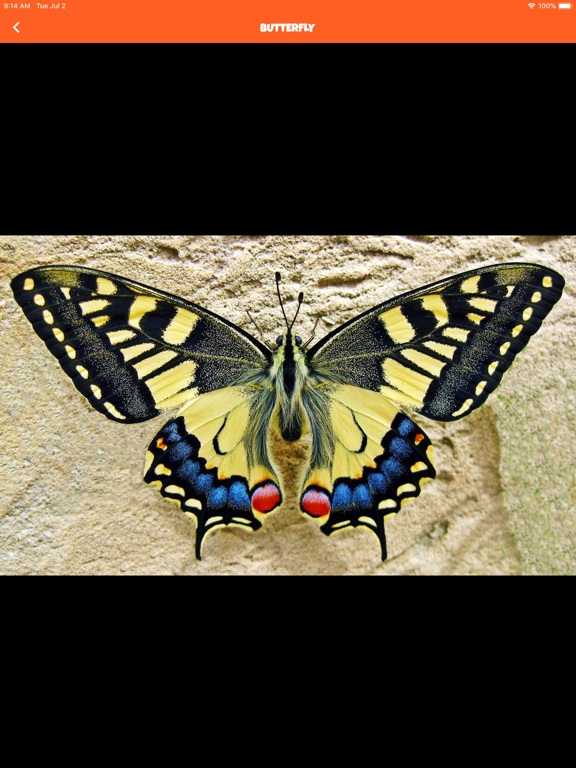 Animal Kingdom (wildlife) iPad screenshot