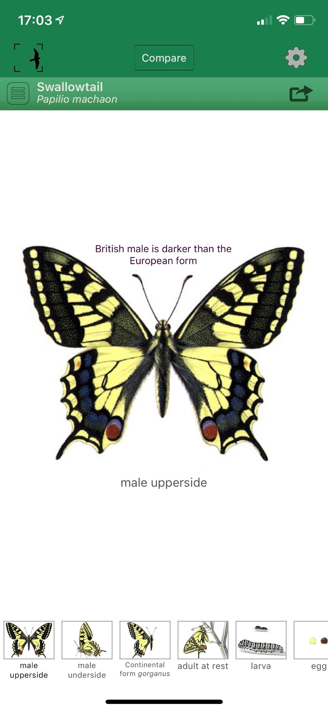 British & Irish Butterflies