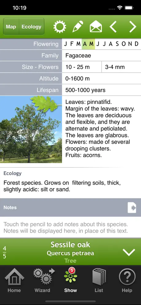 Trees & shrubs