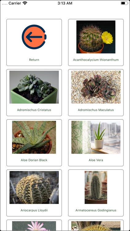 Get to know the Succulents