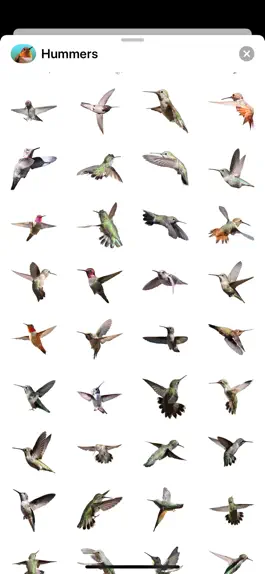 Game screenshot Hummingbird Sticker Pack apk