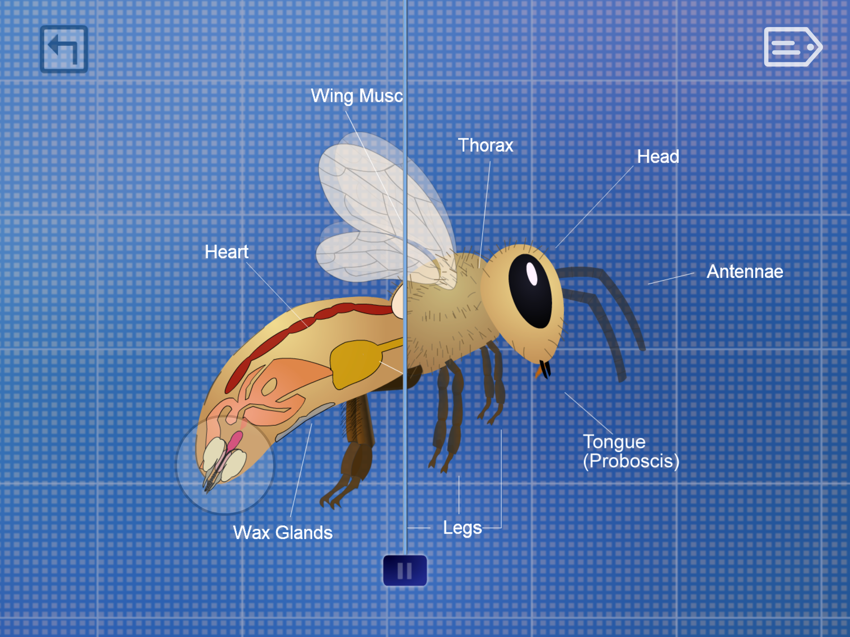 Life of a Bee screenshot 4