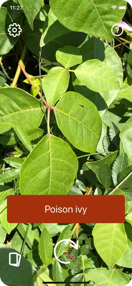 Poison Ivy