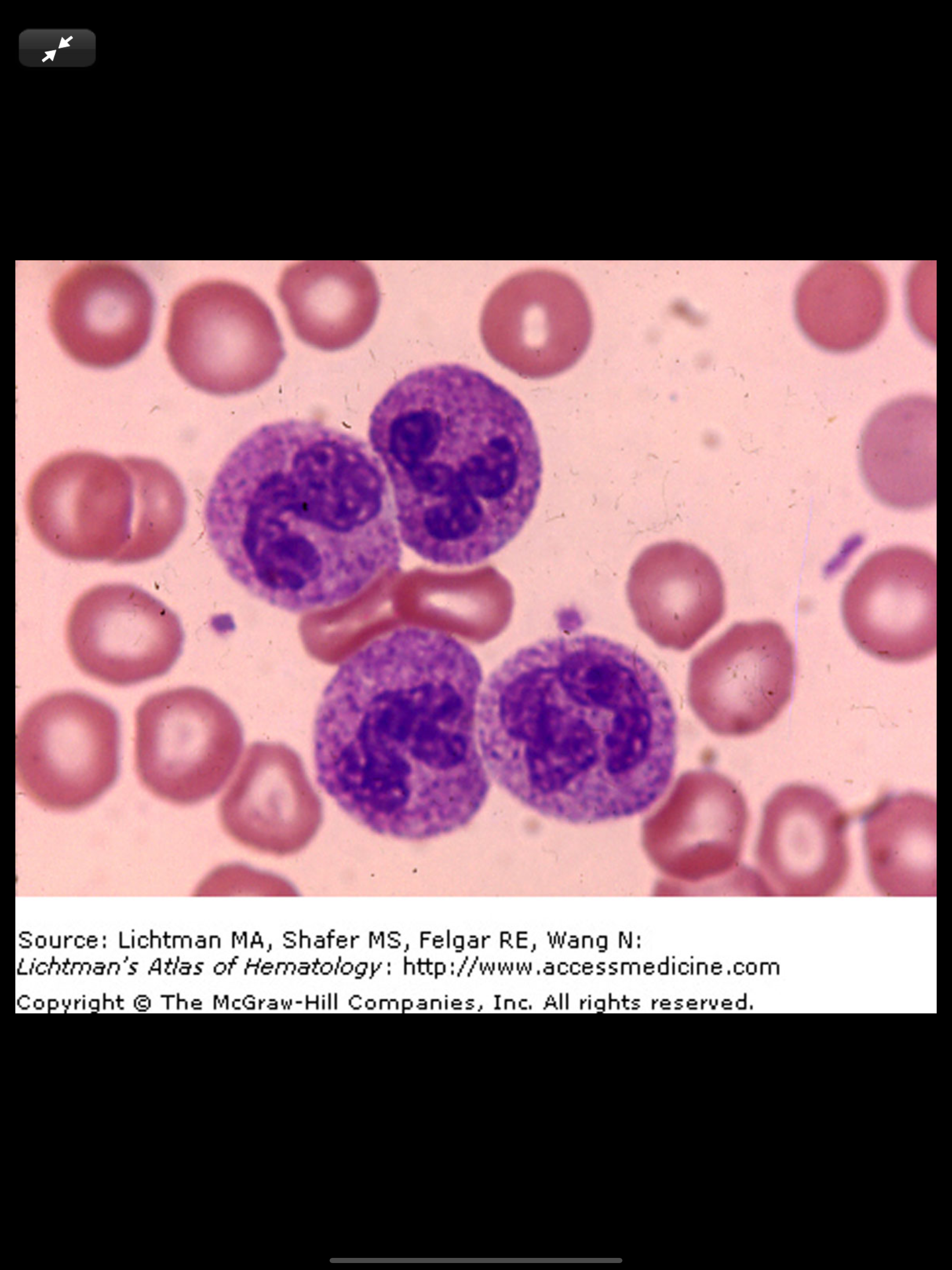 Lichtman's Atlas of Hematology screenshot 9