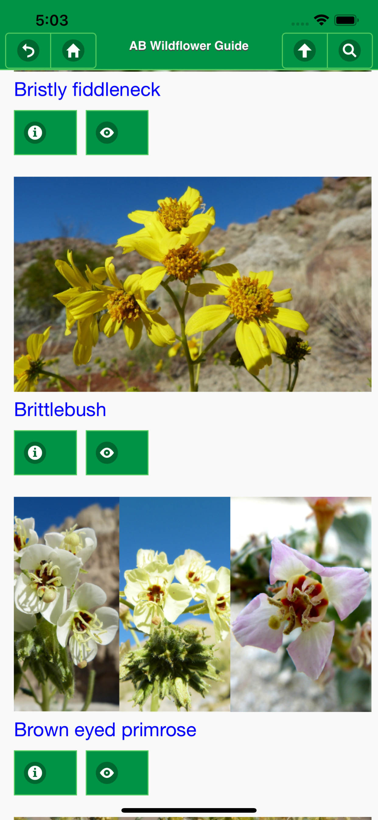 Anza-Borrego Wildflowers Lite