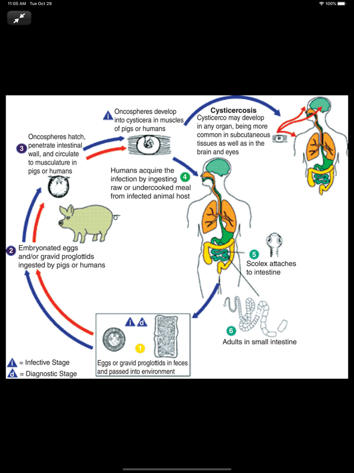 Atlas of Pediatric ER Med 3-E