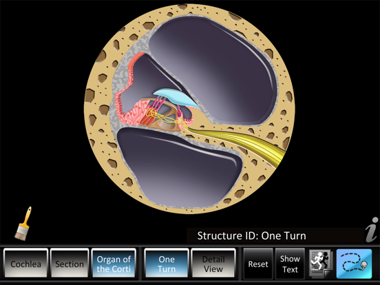 Screenshot #6 pour Inner Ear ID