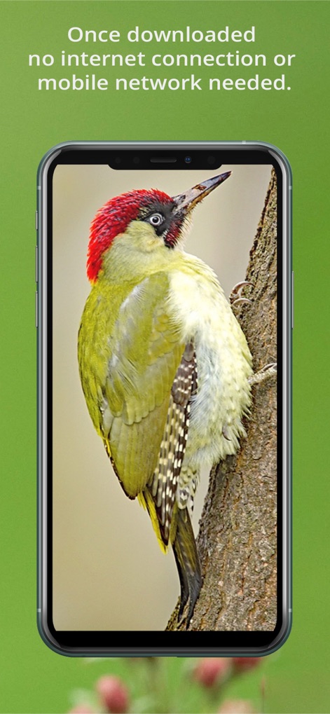 Bird Song Id UK - bird-song-id-uk-offline-identification