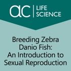 Breeding Zebra Danio Fish