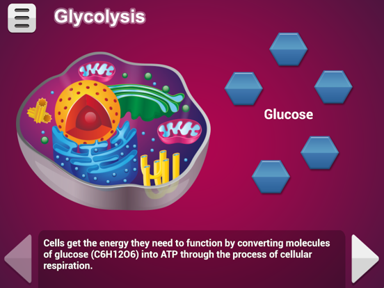 Screenshot #6 pour Biology Cellular Respiration P