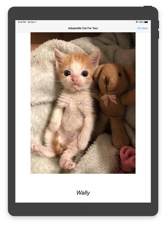 Screenshot #4 pour Adoptable Cat For You!