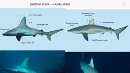 eguide to sharks and rays iphone images 4