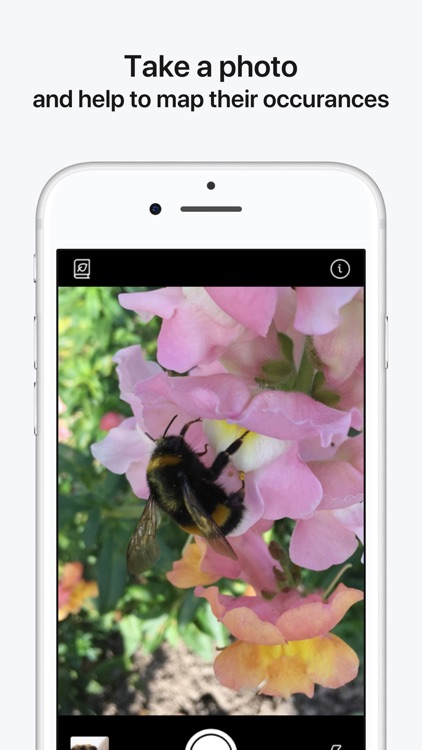 Bumblebee Detector screenshot-4
