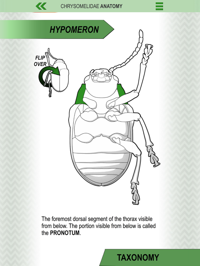 Leaf Beetle ID Guide