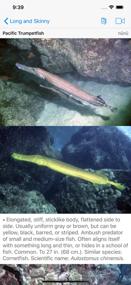 Scuba Fish Hawaii