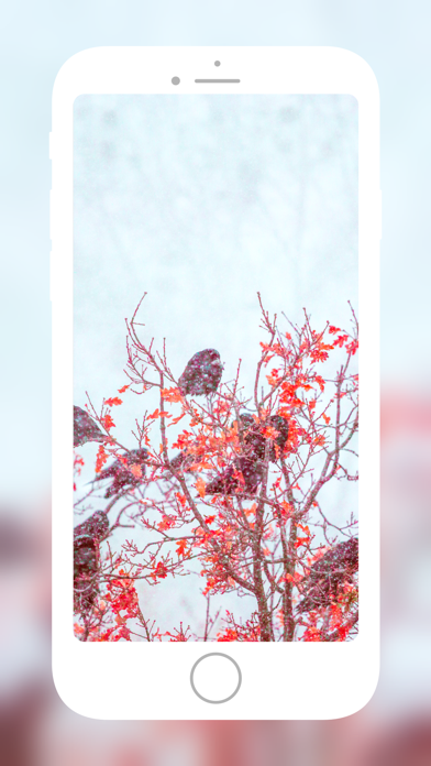 Smereka | Ukrainian Wallpapers Screenshot