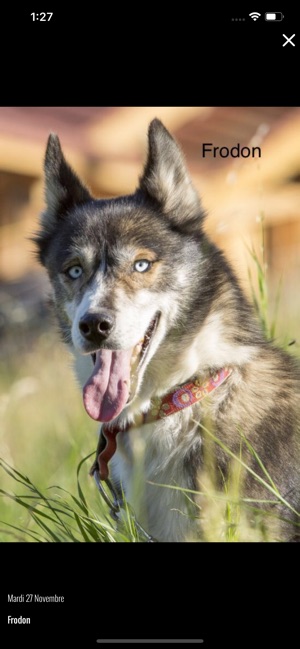 Les chiens en photos(圖3)-速報App