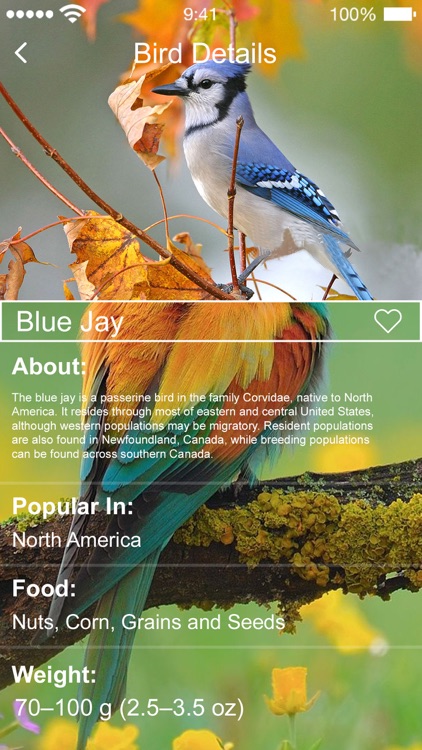Bird Sounds of Nature 2020 screenshot-4