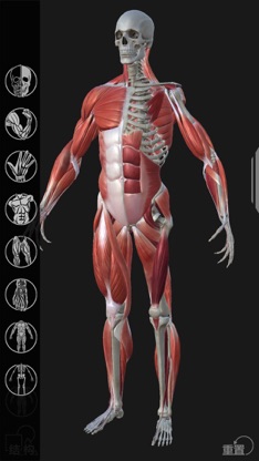 Artist's Anatomy screenshot 1