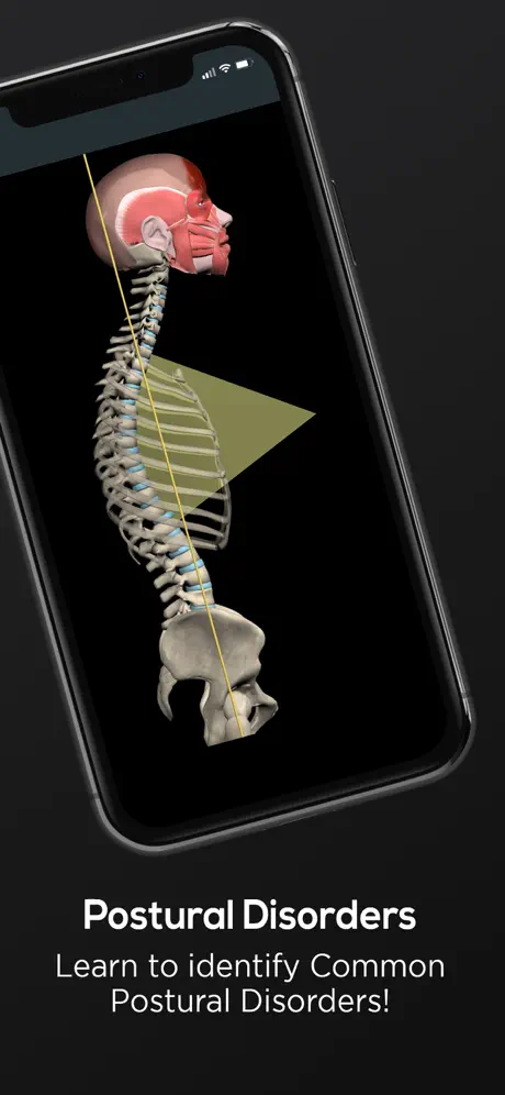 Posture by Muscle & Motion