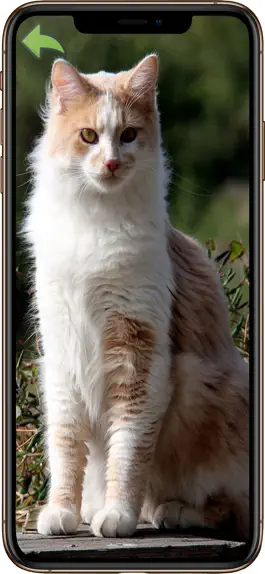 Game screenshot Merlins Animal Sound Board mod apk