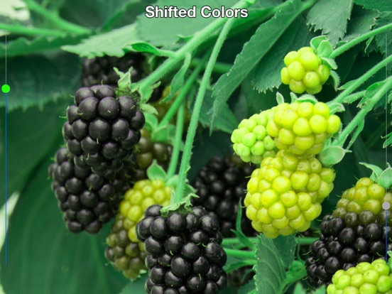 Color Mate - Colour blind help iPad screenshot 2 - Health & Fitness app