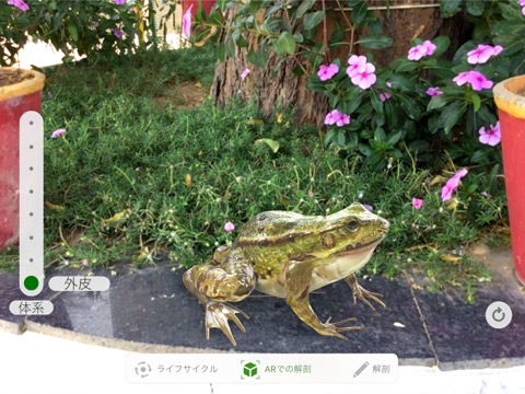 Froggipediaのおすすめ画像2