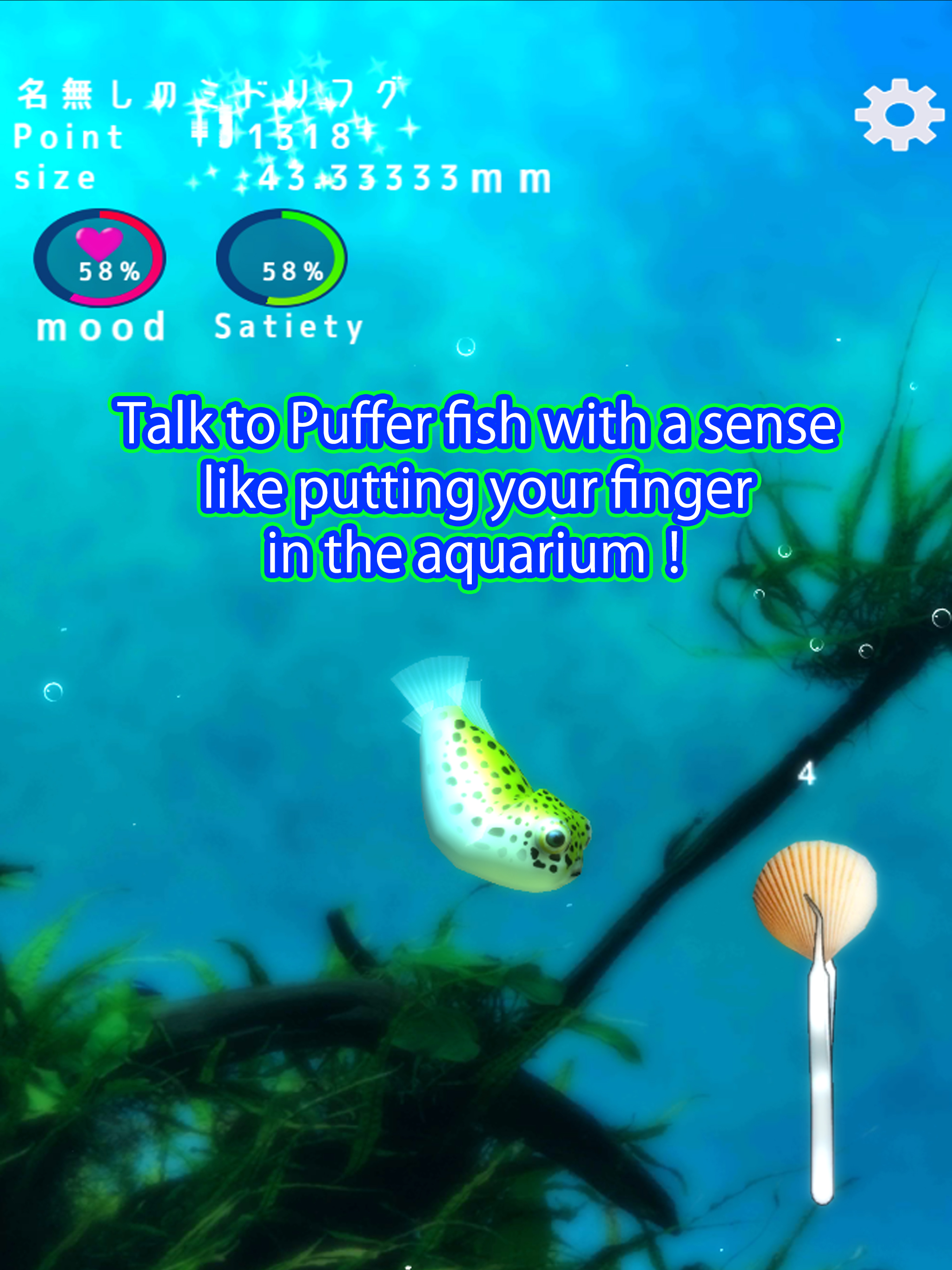 Playing with Puffer fish
