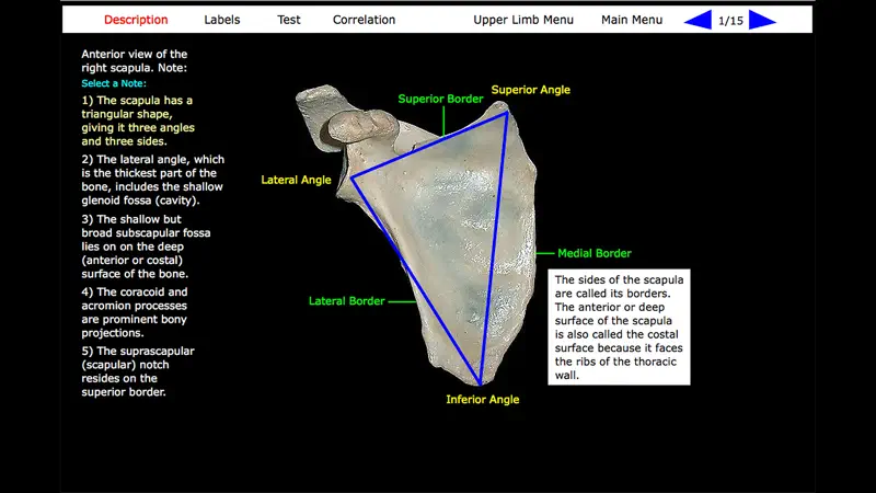 Human Skeleton: Gross Anatomy screenshot 8 of 10