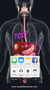 My Digestive System Anatomy screenshot