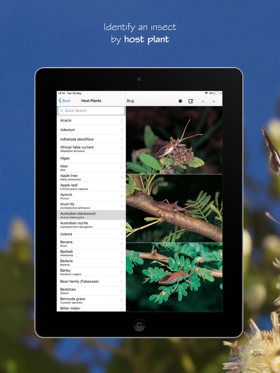 Screenshot #6 pour eInsects of South Africa