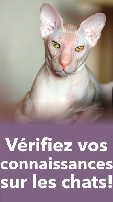 Screenshot #3 pour Chat Jeu Pour - Jeux d animaux