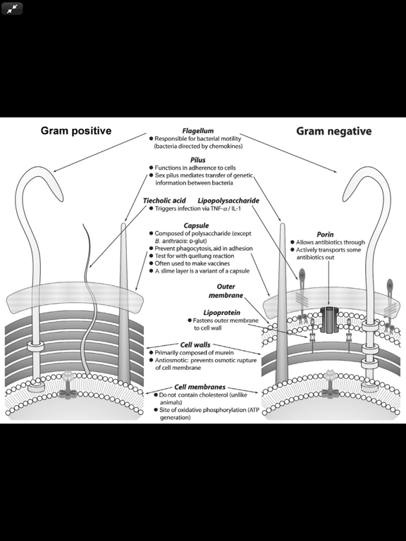Deja Review Microbio/Immun. 3E iPad screenshot