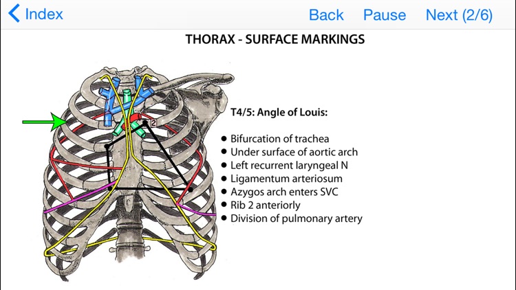 Anatomy Topics in Focus