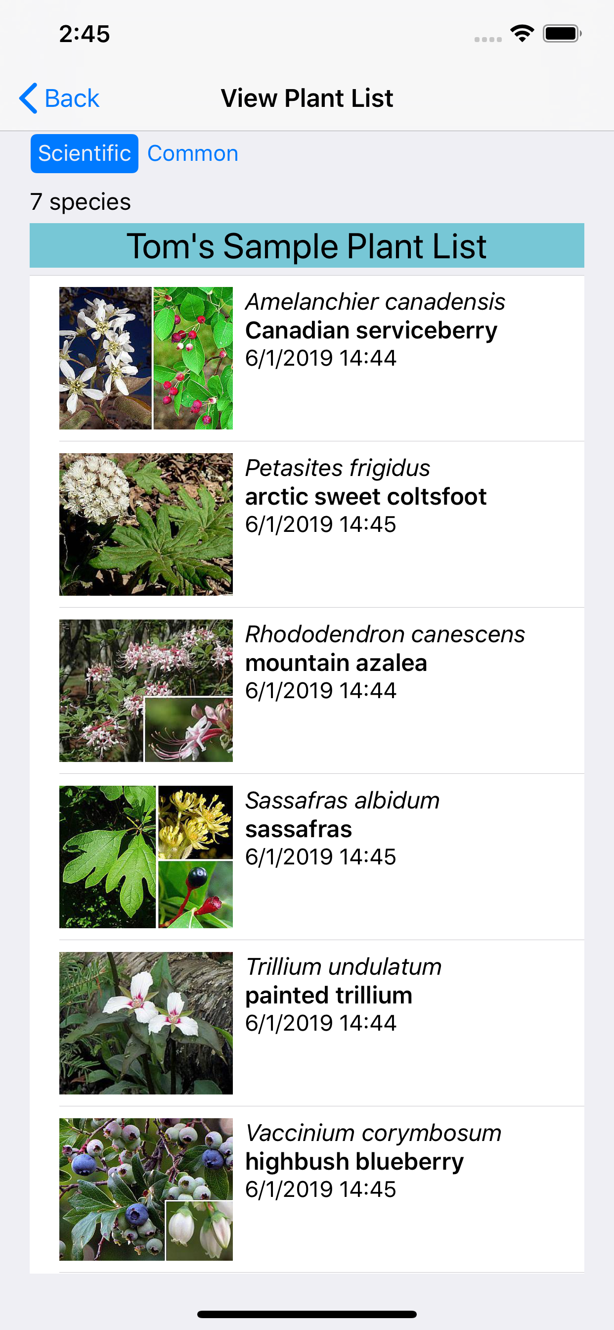 New England Wildflowers
