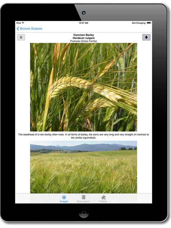Screenshot #5 pour Montana Grasses