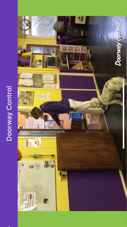 Dog Training: The Next Steps